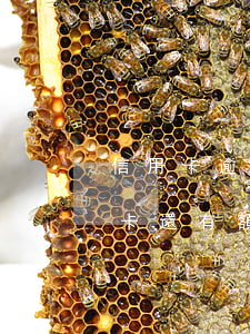 信用卡逾期后封卡還有額度(信用卡逾期后封卡還有額度)
