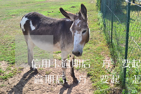 信用卡逾期后對方說要起訴怎么辦-信用卡逾期后對方說要起訴怎么辦呢