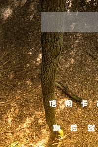 信用卡逾期后就不出還款賬單了嗎(信用卡逾期后就不出還款賬單了嗎)
