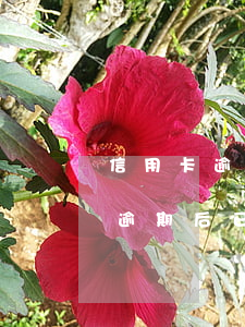 信用卡逾期后已還款幾天可以使用-信用卡逾期后已還款幾天可以使用嗎