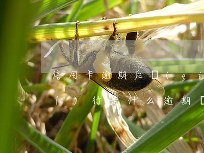 信用卡逾期后強(qiáng)制執(zhí)行是什么(逾期強(qiáng)制執(zhí)行什么意思)