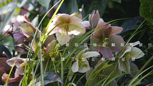 信用卡逾期后征信能解除嗎(銀行信用卡逾期上征信 還了 怎么取消征信)