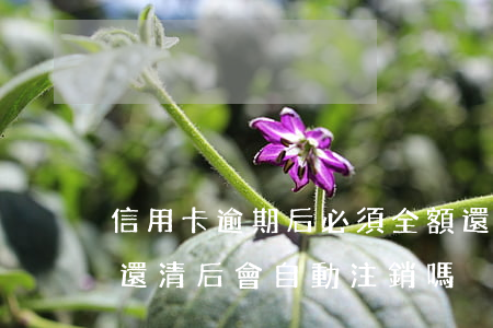 信用卡逾期后必須全額還清嗎(逾期的信用卡還清后會自動注銷嗎)