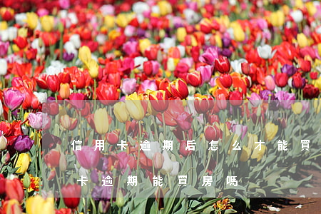 信用卡逾期后怎么才能買房(征信報告有信用卡逾期,能買房嗎)