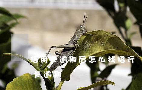 信用卡逾期后怎么找招行談分期-招商分期卡逾期