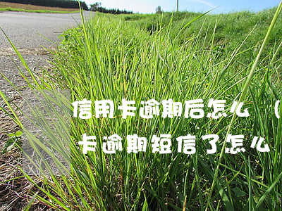 信用卡逾期后怎么發(fā)短信(收到信用卡逾期短信了 怎么處理)