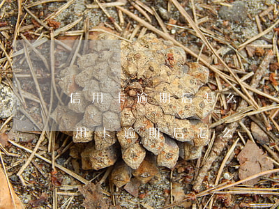 信用卡逾期后怎么維護(hù)良好信用(信用卡逾期后怎么維護(hù)良好信用信息)