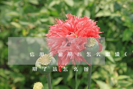信用卡逾期后怎么繼續(xù)辦(信用卡逾期了該怎么辦)