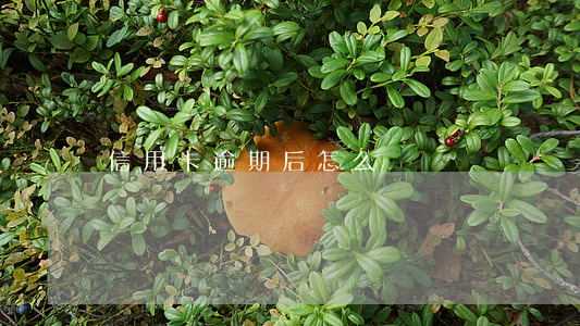信用卡逾期后怎么負債