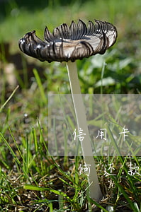 信用卡逾期后怎样梳理还款(逾期的信用卡如何还款)