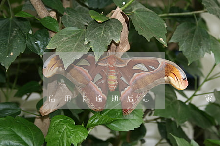 信用卡逾期后怎樣應對家人
