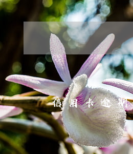 信用卡逾期后怎樣避免起訴