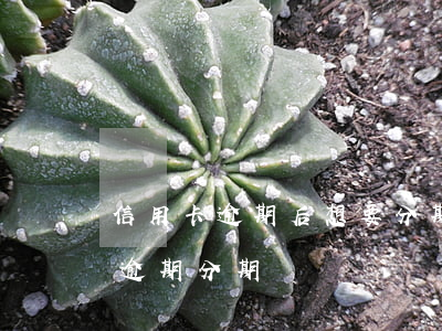 信用卡逾期后想要分期还该怎么办-信用卡 逾期 分期