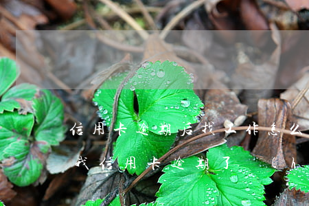 信用卡逾期后找工作怎么發(fā)工資-我信用卡逾期了會(huì)影響工作嗎