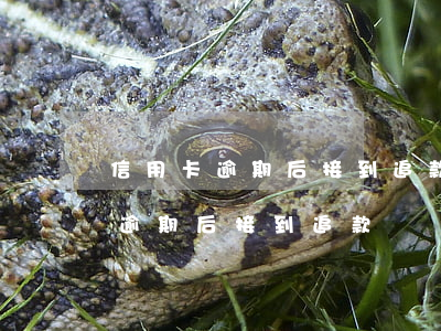信用卡逾期后接到追款電話怎么辦-信用卡逾期后接到追款電話怎么辦理