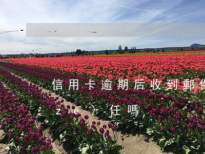信用卡逾期后收到郵件承擔(dān)責(zé)任嗎