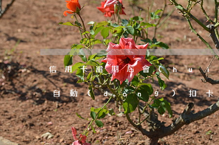 信用卡逾期后會(huì)不會(huì)自動(dòng)扣卡里錢(qián)(欠信用卡的錢(qián)會(huì)自動(dòng)扣銀行卡的錢(qián)嗎)