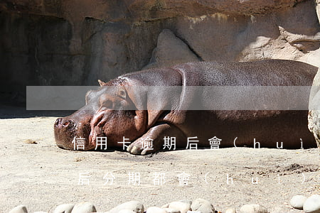 信用卡逾期后會(huì)取消分期嗎(逾期后分期都會(huì)終止嗎)