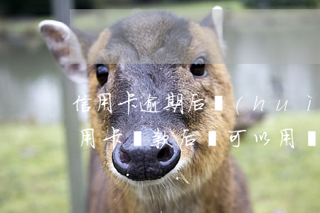 信用卡逾期后會(huì)止付嗎 止付的信用卡還款后還可以用嗎