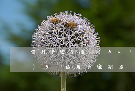 信用卡逾期后會(huì)被銷(xiāo)卡嗎 信用卡逾期后會(huì)被銷(xiāo)卡嗎
