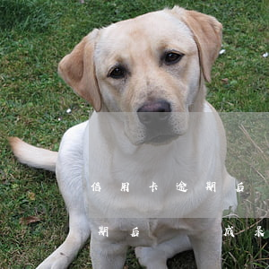 信用卡逾期后會變成呆賬嗎怎么辦（信用卡逾期后會變成呆賬嗎）