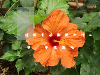 信用卡逾期后有什么罰款(信用卡逾期罰款太多還不清怎么辦)