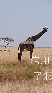 信用卡逾期后有哪些限制(信用卡逾期受限制了怎么辦)