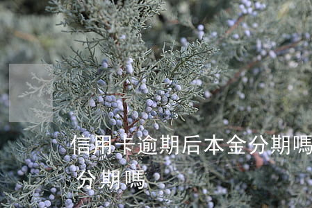 信用卡逾期后本金分期嗎(信用卡逾期后本金分期嗎)