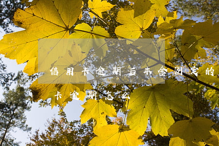 信用卡逾期后本金固定的嗎(不是本造成信用卡逾期怎么辦)