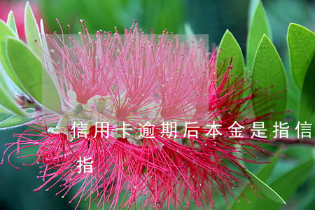 信用卡逾期后本金是指(信用卡逾期后本金是指)