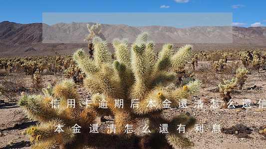 信用卡逾期后本金還清怎么還(信用卡逾期后本金還清怎么還有利息)