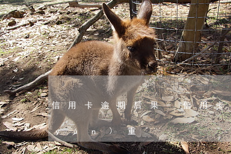 信用卡 逾期 后果-信用卡逾期后果有多嚴(yán)重