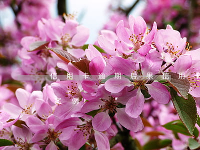 信用卡 逾期 后果（信用卡逾期嚴(yán)重案例）