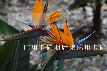 信用卡 逾期 后果（信用卡逾期實例）