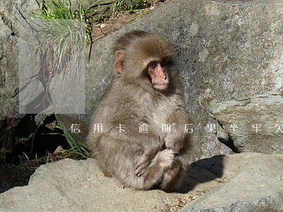 信用卡逾期后果坐牢(欠信用卡期間坐牢)