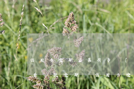 信用卡逾期后果有多嚴(yán)重小白必看(貸款逾期與信用卡逾期的后果是什么)