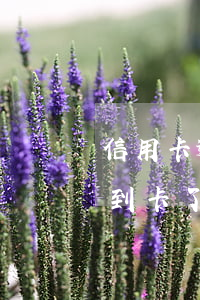 信用卡逾期后查不到卡了(信用卡逾期后查不到卡了)