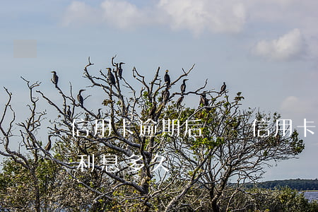 信用卡逾期后歸還(信用卡逾期后歸還了本金利息多久銷賬)