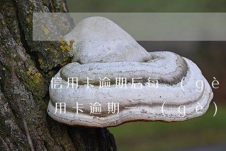 信用卡逾期后每個(gè)月都還夠最低(信用卡逾期一個(gè)月后還可以最低還款嗎)