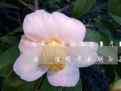 信用卡逾期后每個月還100進(jìn)去-信用卡逾期后每個月還100進(jìn)去可以的么