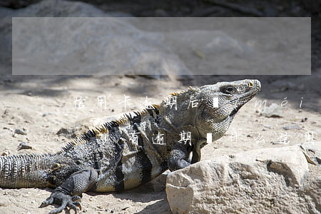 信用卡逾期后沒(méi)有額度(沒(méi)有逾期為什么信用卡額度降了)