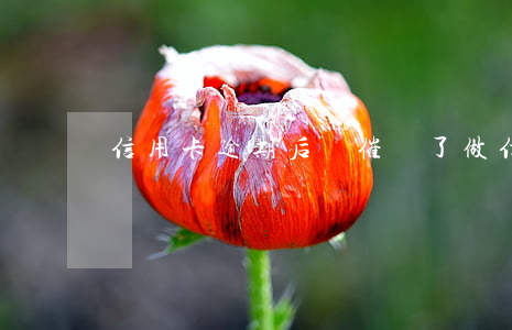 信用卡逾期后沒催還了(做信用卡逾期催收好嗎)