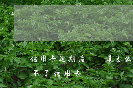 信用卡逾期后沒額度怎么辦(沒有逾期怎么辦不了信用卡)