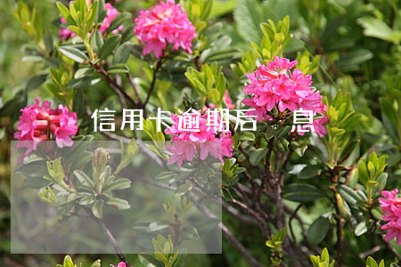 信用卡逾期后減息