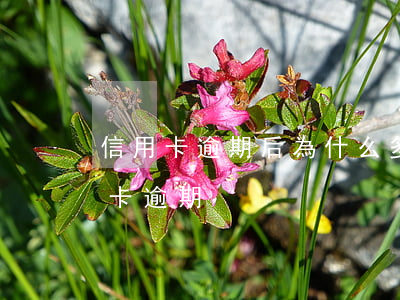 信用卡逾期后為什么多欠款(欠多家銀行信用卡逾期)