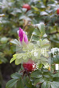 信用卡逾期后無力償還會(huì)判刑(因服刑導(dǎo)致信用卡逾期出來無法還)