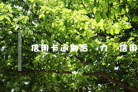 信用卡逾期后無力還(信用卡逾期無力還款)