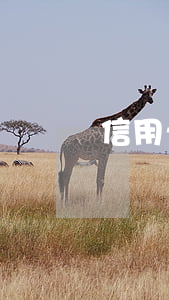 信用卡逾期后狀態(tài)不正常使用