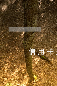 信用卡逾期后異地庭審