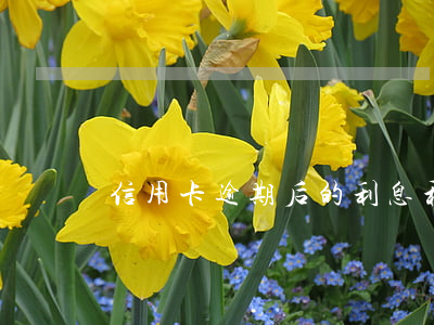 信用卡逾期后的利息和违约金
